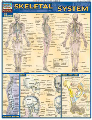 SKELETAL SYSTEM