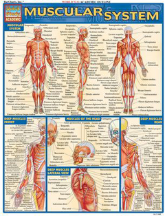 MUSCULAR SYSTEM