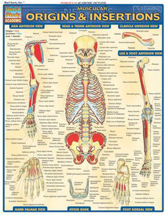MUSCULAR ORIGINS & INSERTIONS