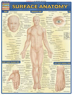 SURFACE ANATOMY