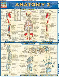 ANATOMY 2