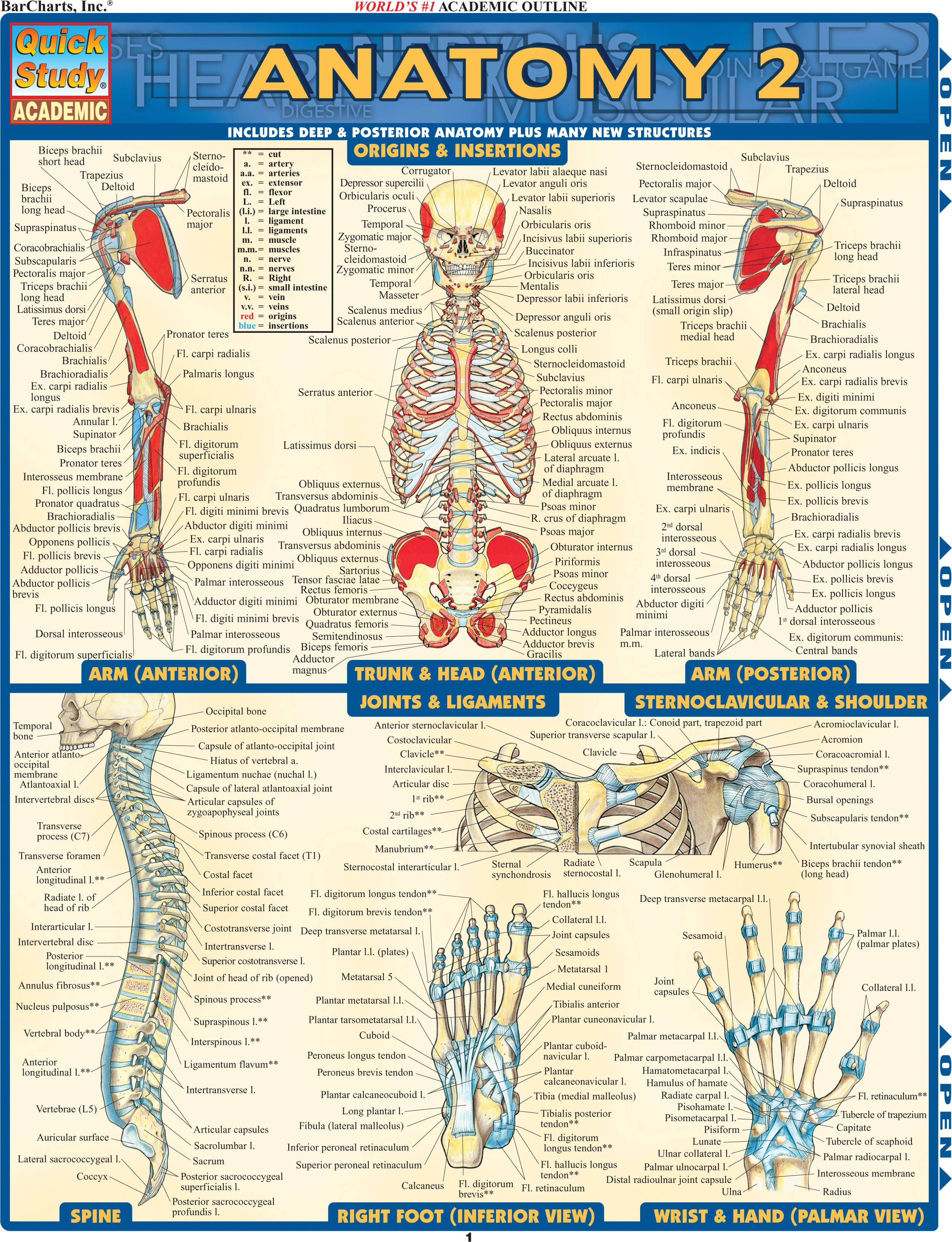 ANATOMY 2